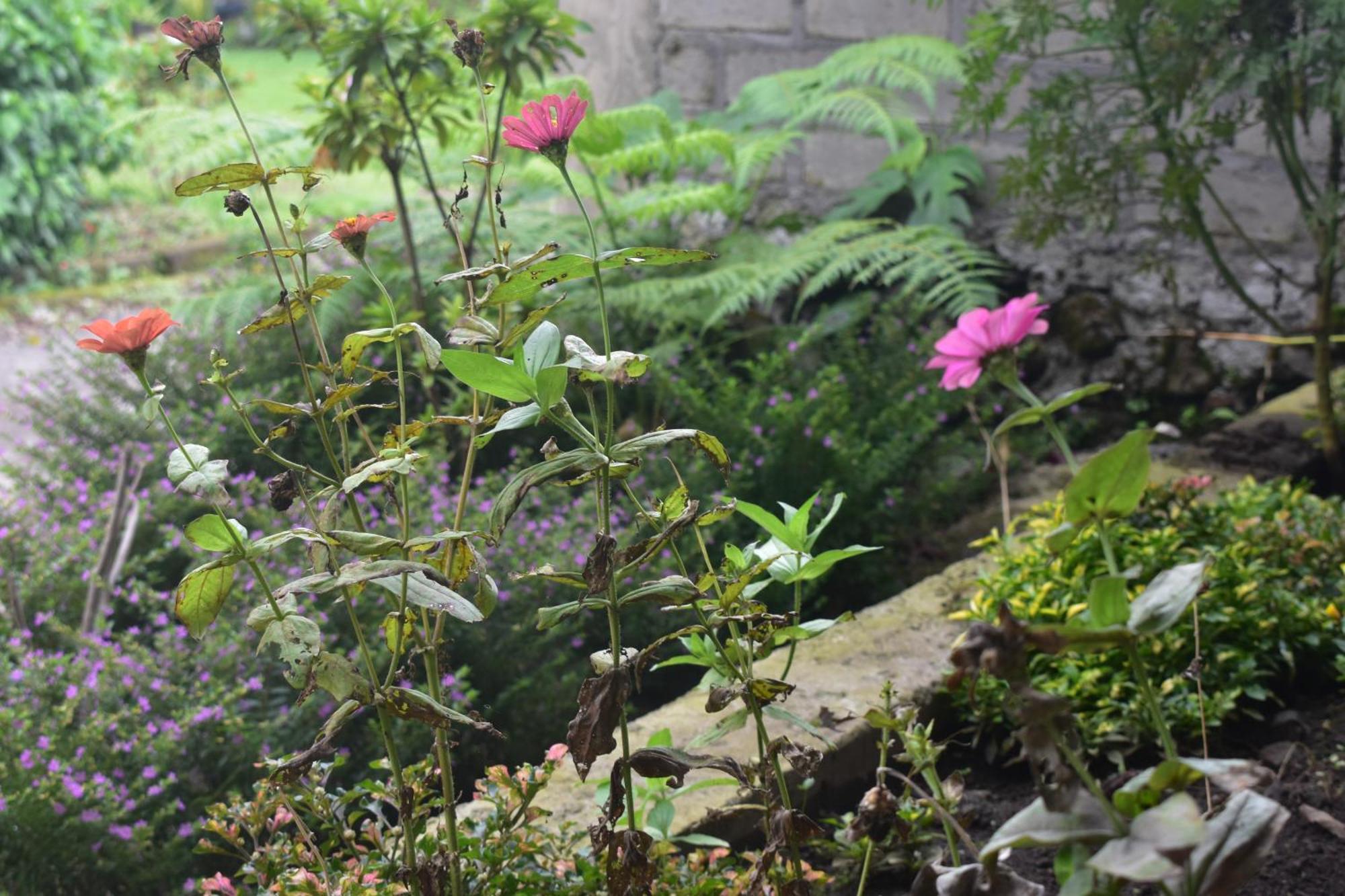 Mama'S Homestay Ruteng Ngoại thất bức ảnh
